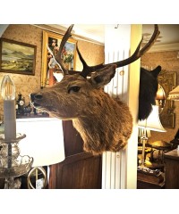 Taxidermy Historical