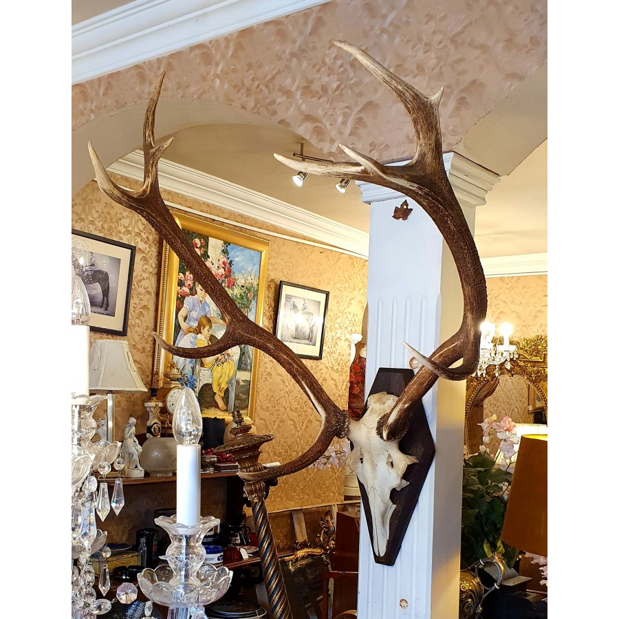 Antlers Stag SOLD