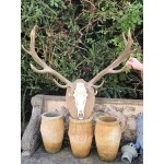 Set Stag Antlers
