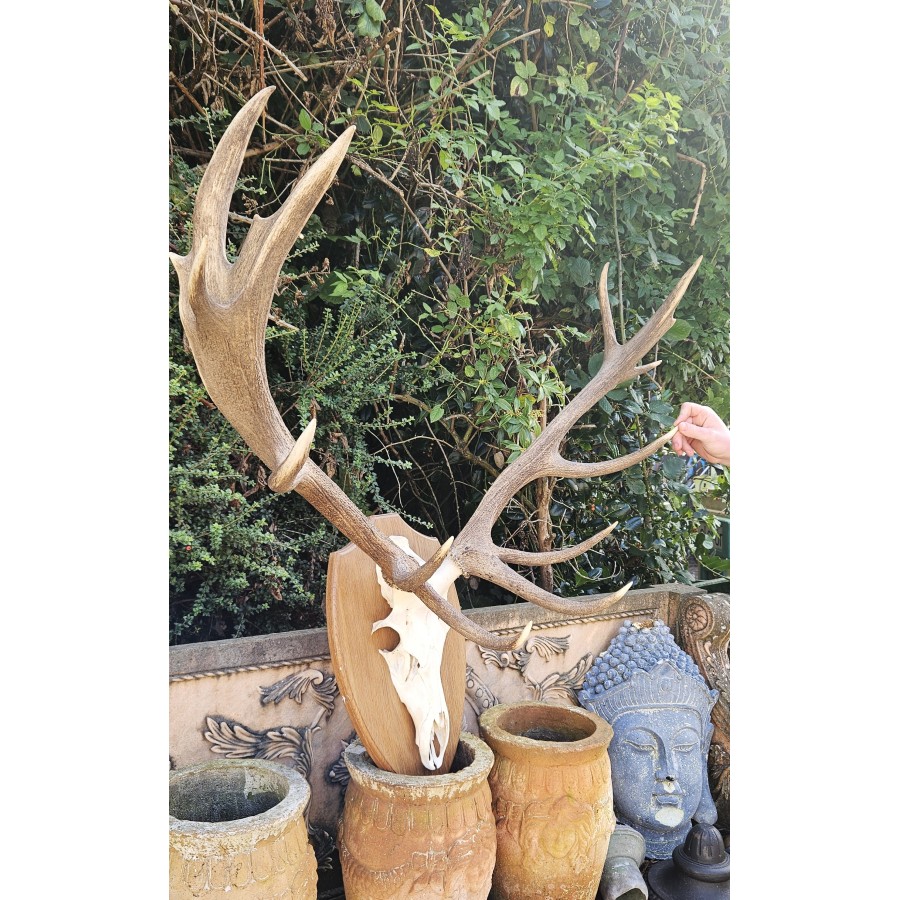 Set Stag Antlers
