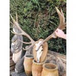 Set Stag Antlers