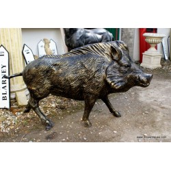 Boar