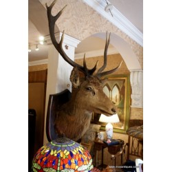 Stag Head C.1915  SOLD