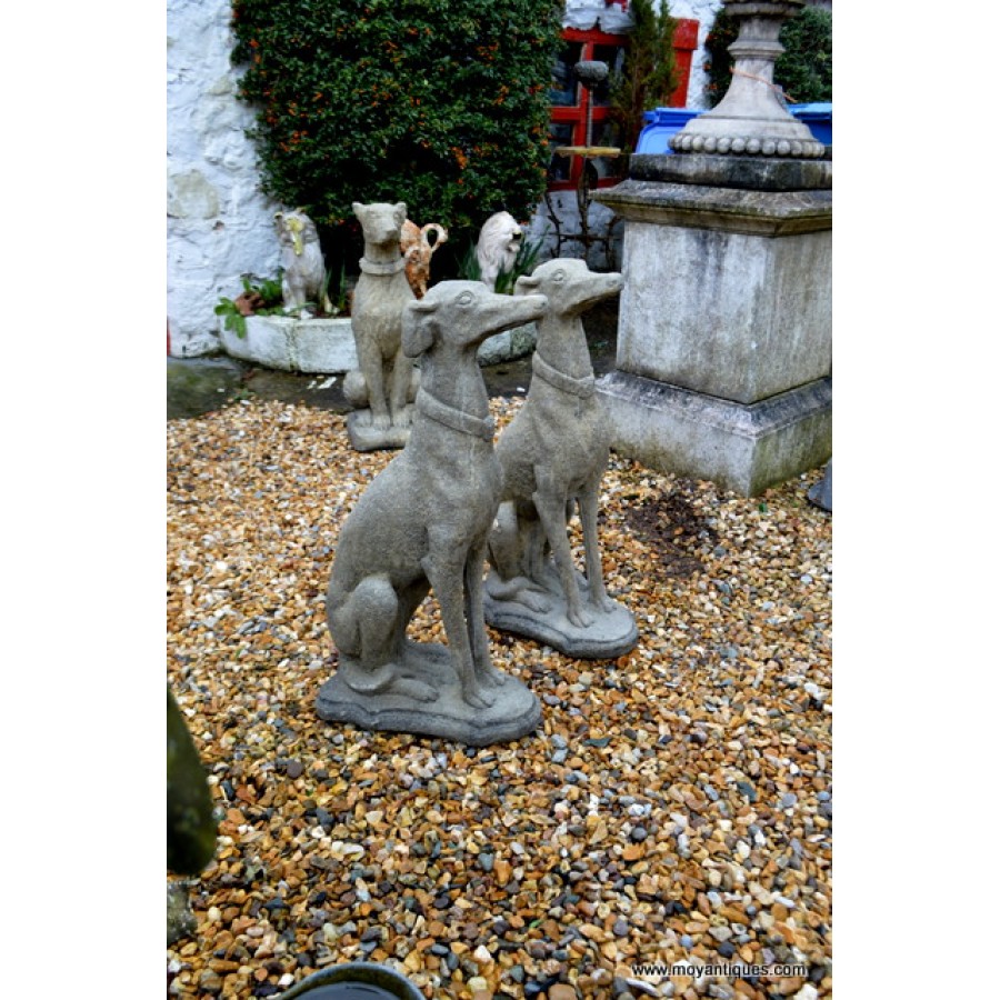Pair Sitting Greyhound with Collar