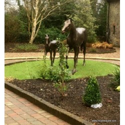 Customer Photos Horse and Foal