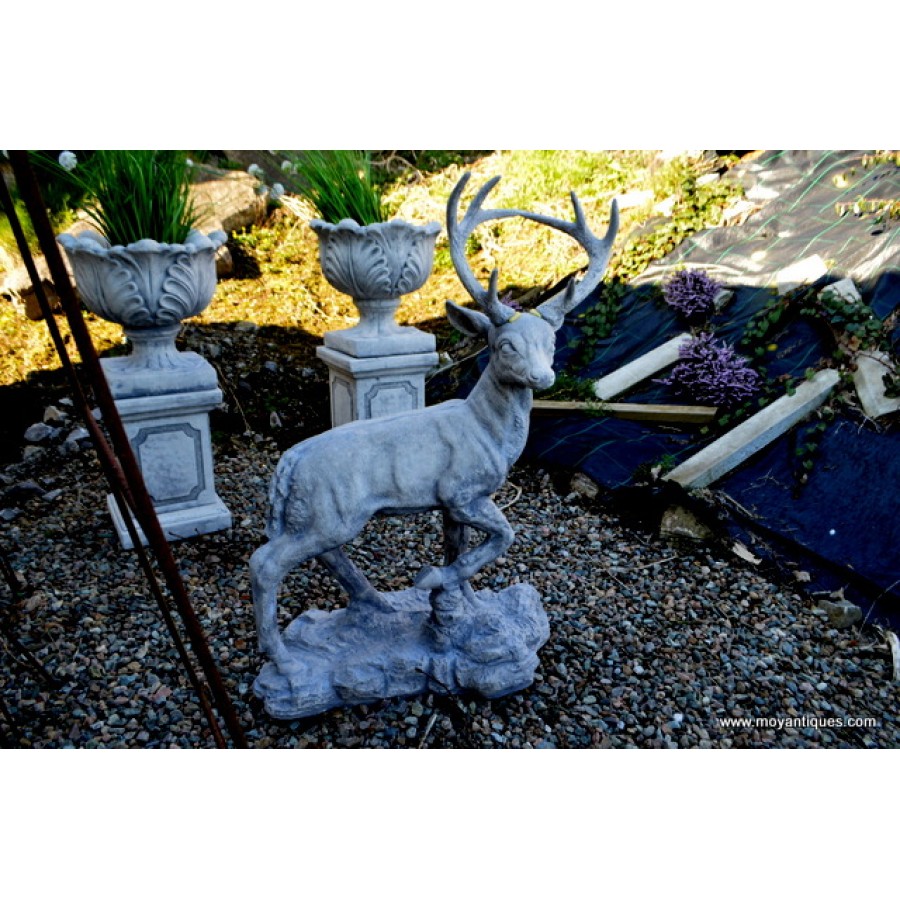 Stag On Rock