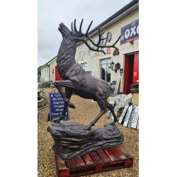Stag Climbing Rock