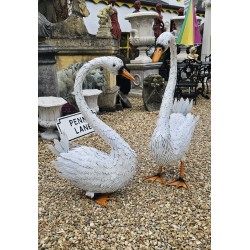 Swan Pair