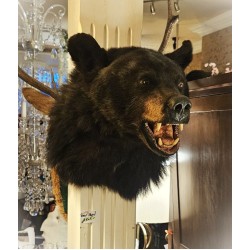 Bear Head SOLD