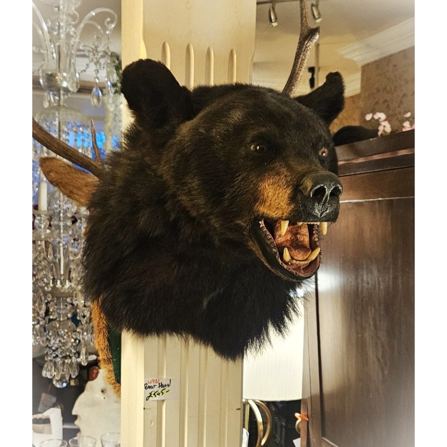 Bear Head SOLD